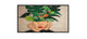Philips Signage Solutions D-Line Digital fladpaneldisplay 127 cm (50") VA 500 cd/m² 4K Ultra HD Sort