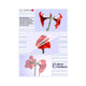 Olympia 1x100 DIN A4 125 micron plastlomme 100 stk